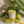 Green Tomato Candle (10oz) | Brooklyn Candle Studio