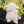 White fluffy toy sheep with a tag on a black surface with plants in the background