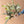 Signature Wrapped Bouquet | Various Sizes