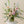 Lush Arrangement