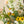 Essential Arrangement 2