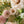 Classic Arrangement 2