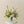 Essential Arrangement 2