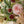 Grand Arrangement