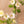 Small bud vase with delicate white and blush flowers in clear glass — Mother's Day gift from Landfall Floral Co., Edgewater florist.